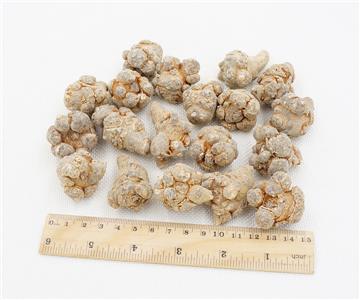 精选云南文山三七(优质)