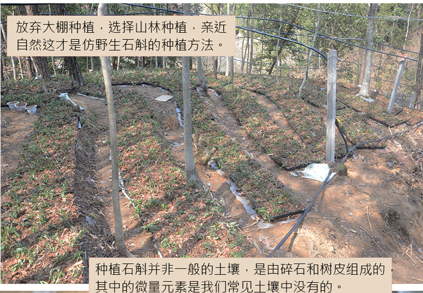 精选安徽霍山优质铁皮石斛（手工挑选）