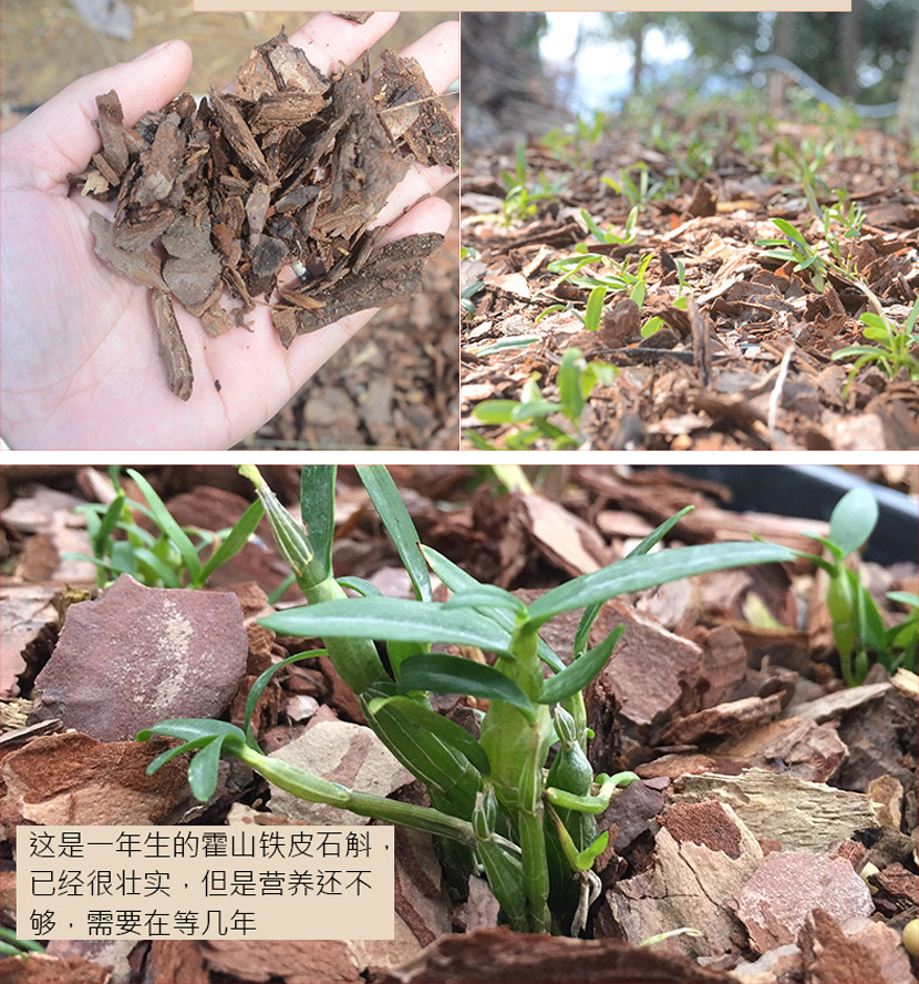 精选安徽霍山优质铁皮石斛（手工挑选）