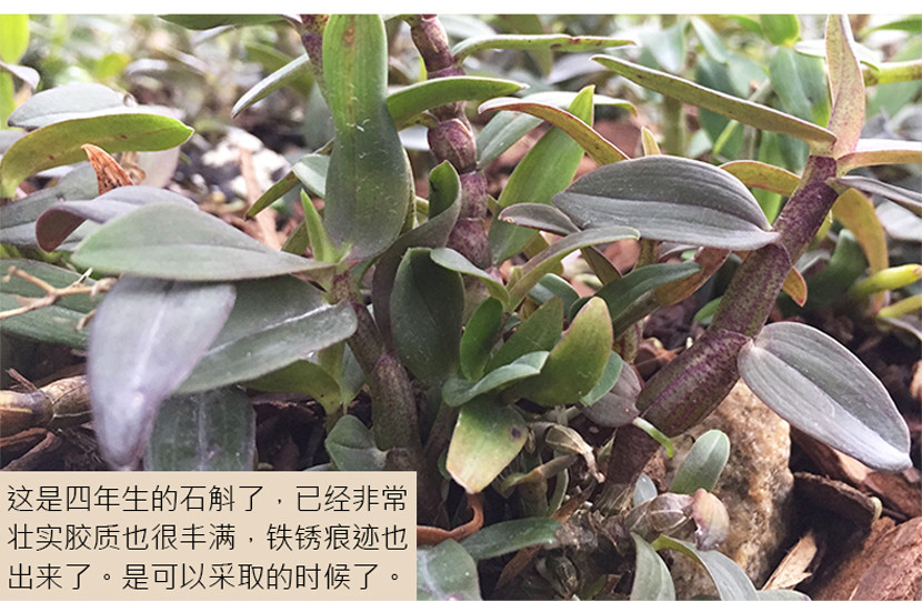 精选安徽霍山优质铁皮石斛（手工挑选）