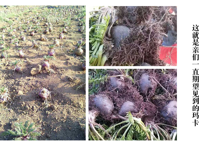 精选云南丽江优质黑玛卡（手工精选）