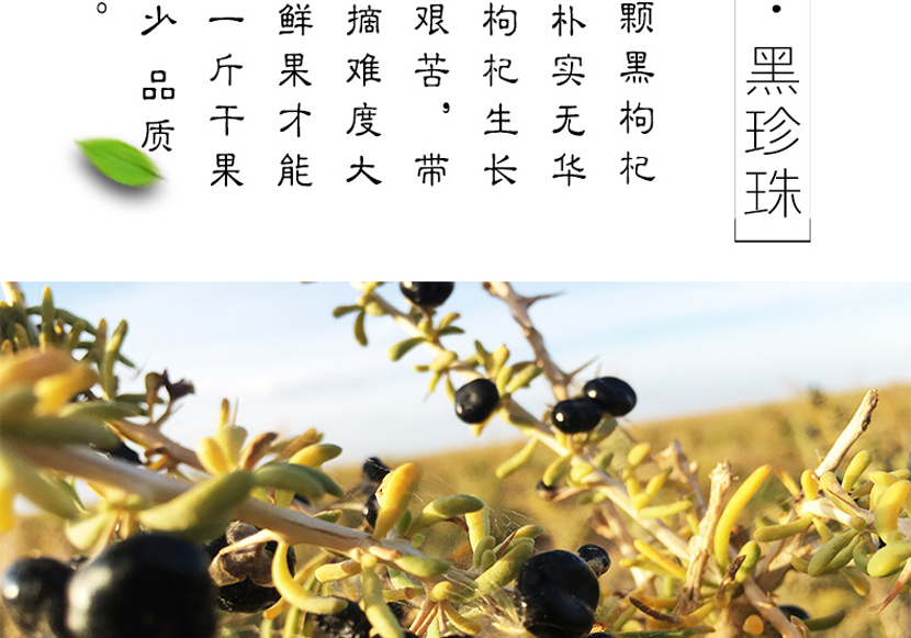 正宗青海柴达木盆地优质野生黑枸杞