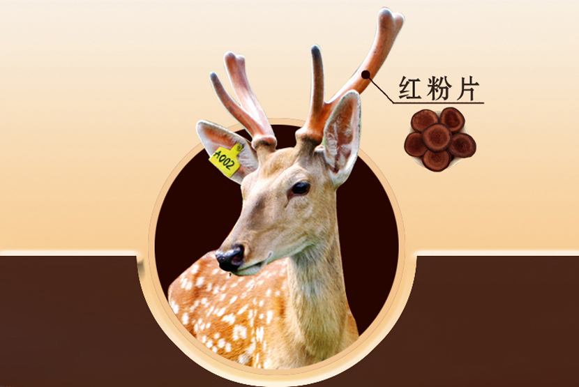 鹿茸片
