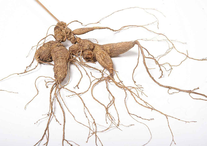 七公三七堂聊人参之：西洋参与人参使用上有什么区别