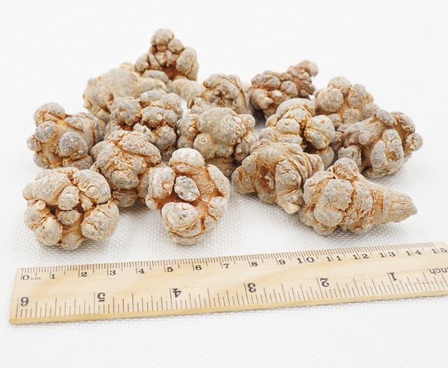 七公三七堂春三七