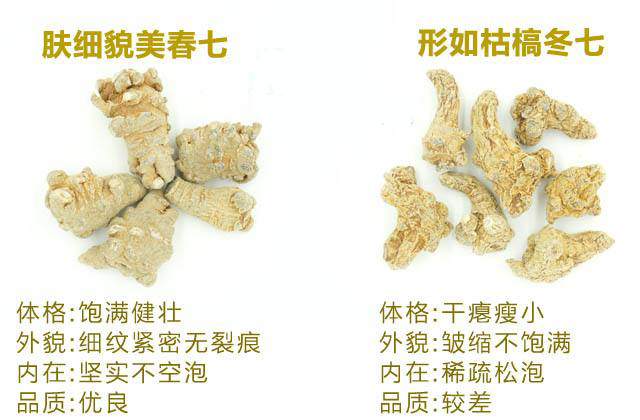 春三七与冬三七的区别