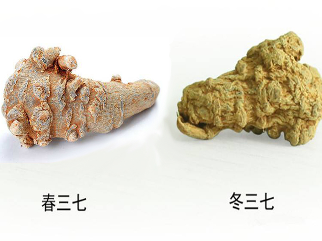 春三七与冬三七的区别