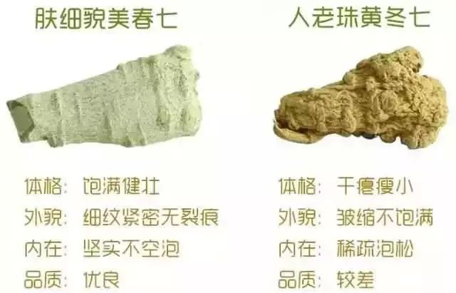 春三七与冬三七的区别