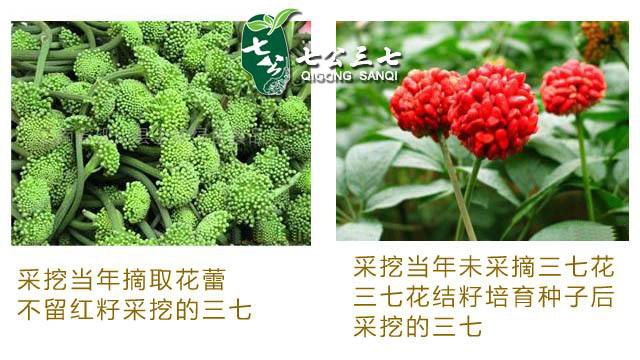 春三七与冬三七的区别