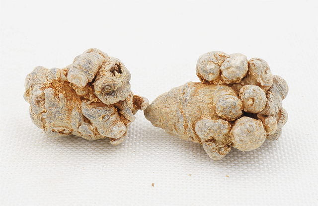 25头带剪口春三七