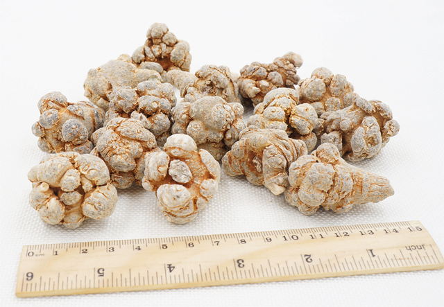 30头不带剪口春三七