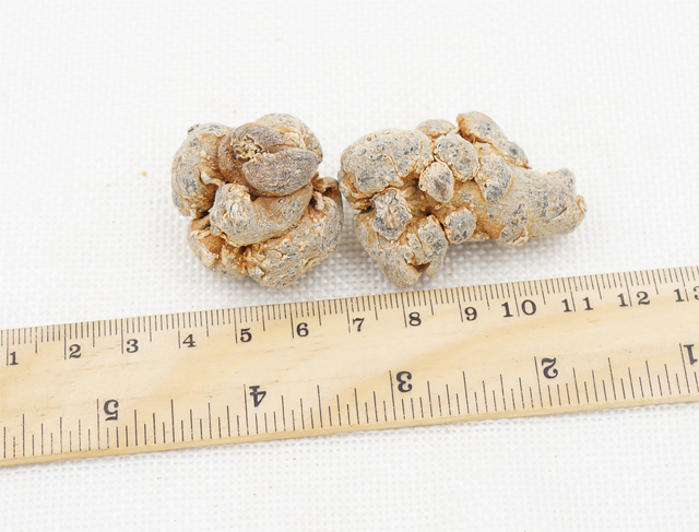 40头带剪口春三七