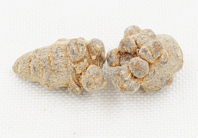 40头不带剪口春三七